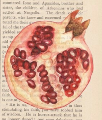 pomegranate