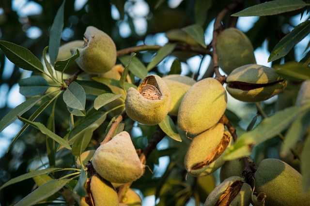 almonds-989529_640