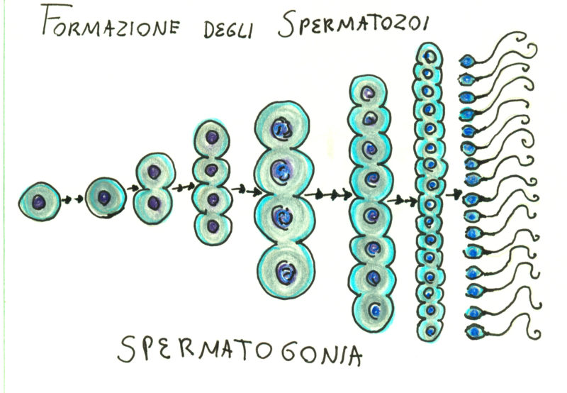 spermatogonie